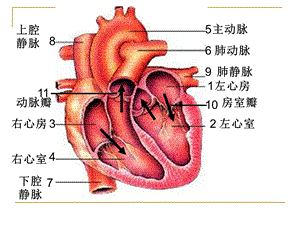 《生物血液循环》PPT课件.ppt