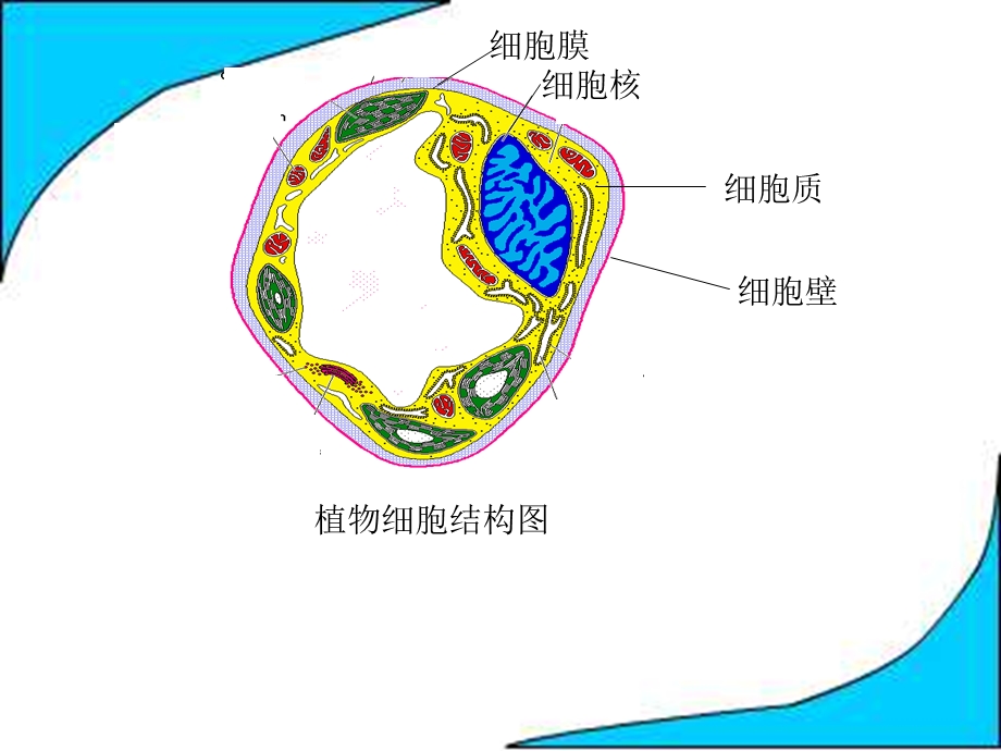 《植物细胞结构》PPT课件.ppt_第1页