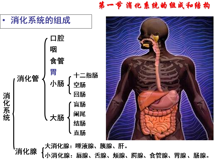 《胃结构及其功能》PPT课件.ppt_第2页