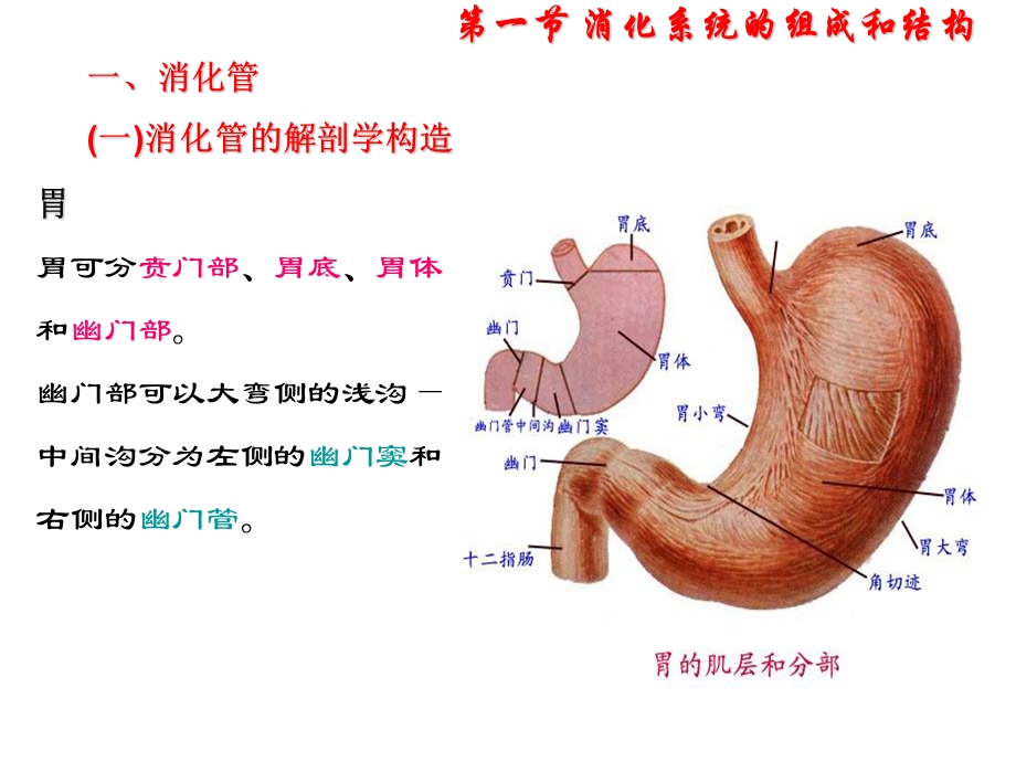 《胃结构及其功能》PPT课件.ppt_第3页