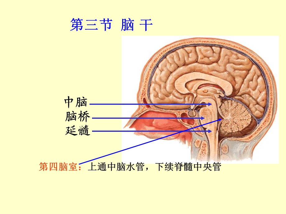 《脑干研究生》PPT课件.ppt_第3页