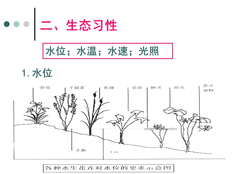 《水生花卉恢复》PPT课件.ppt_第3页