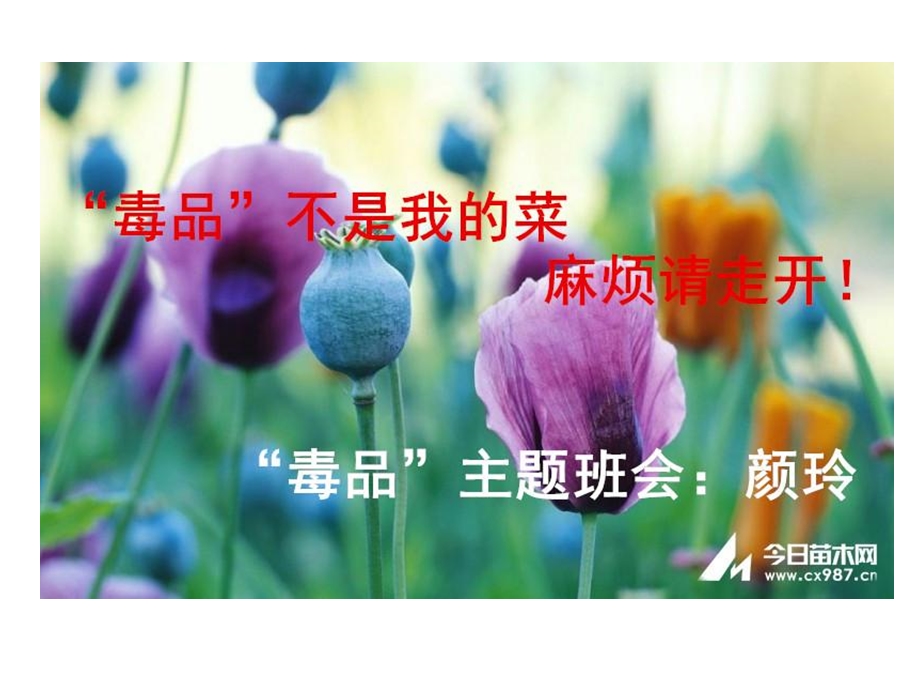 《禁毒主题班会颜玲》PPT课件.ppt_第1页