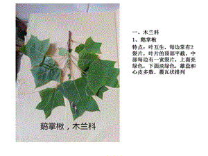 《植物叶子辨认》PPT课件.ppt