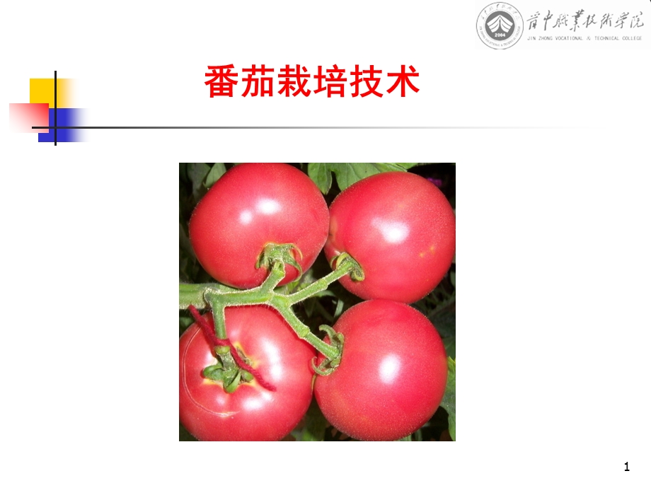 《番茄栽培》PPT课件.ppt_第1页