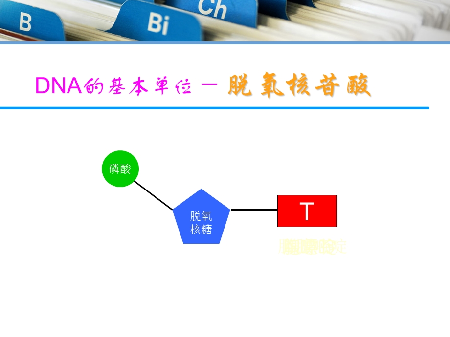 DNA测序化学降解法.ppt_第2页