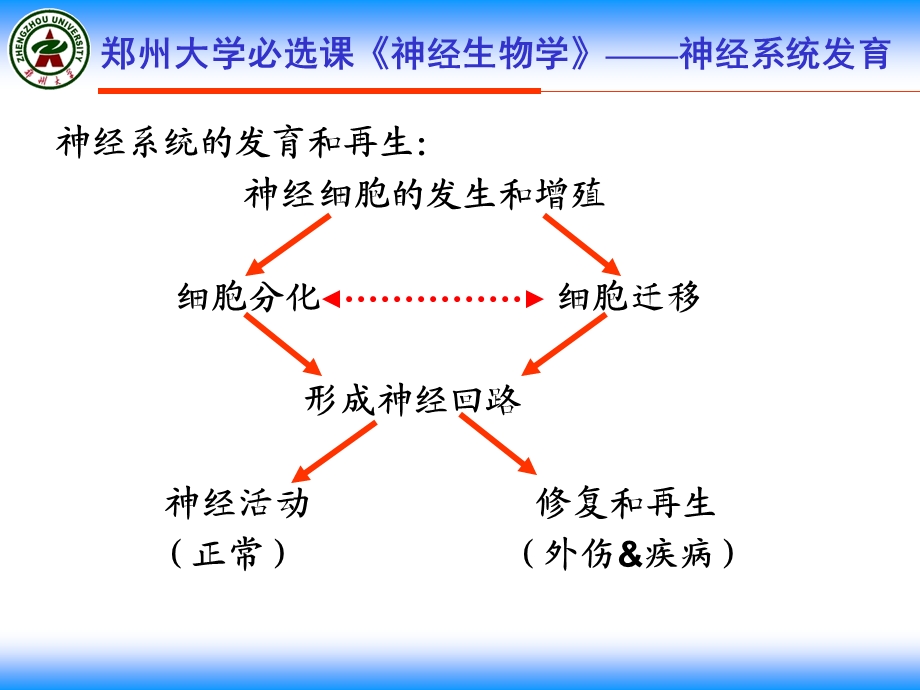 《神经系统发育》PPT课件.ppt_第2页