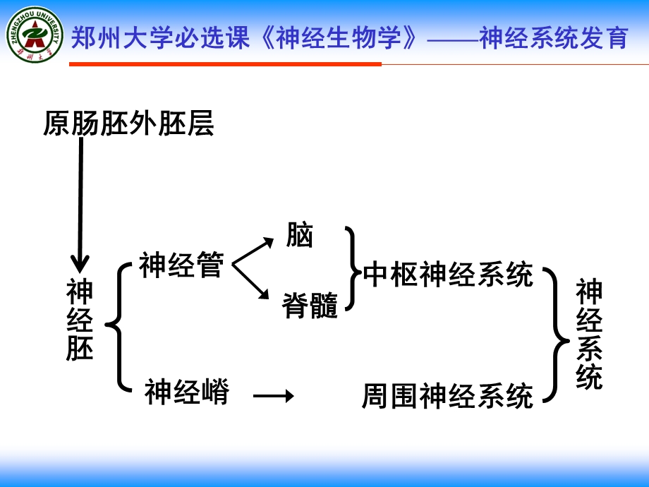 《神经系统发育》PPT课件.ppt_第3页