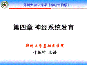 《神经系统发育》PPT课件.ppt