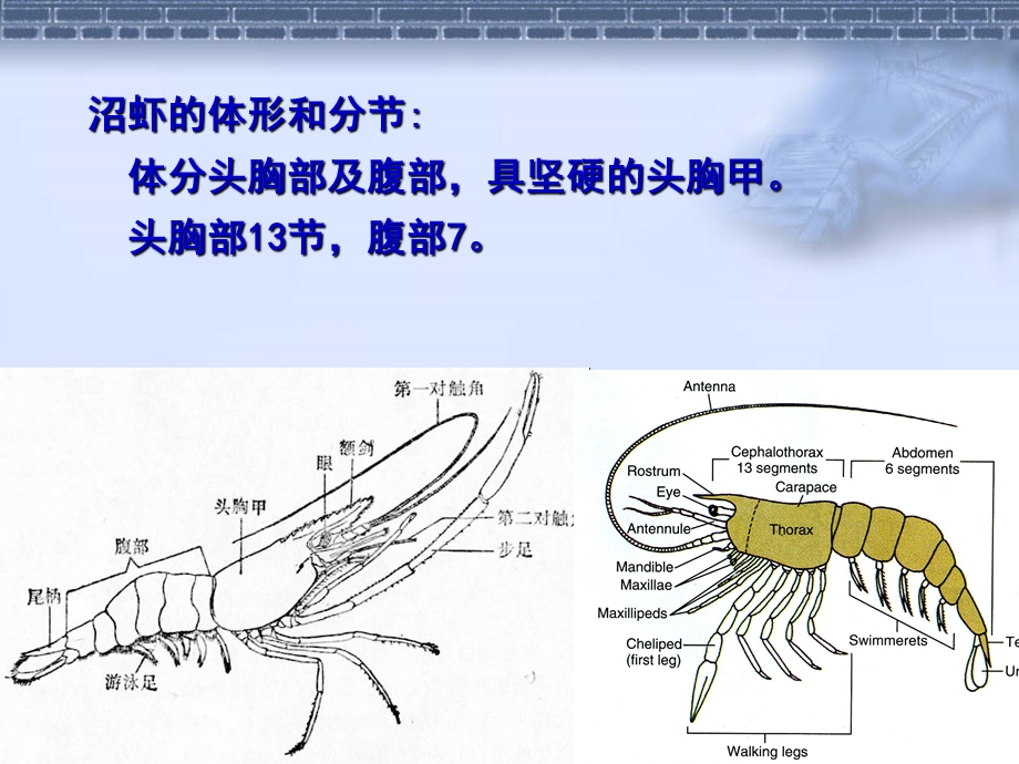 《水生生物学虾》PPT课件.ppt_第2页