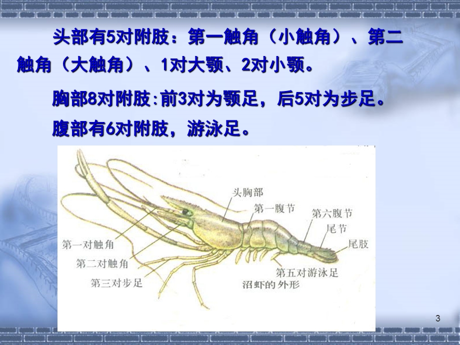 《水生生物学虾》PPT课件.ppt_第3页