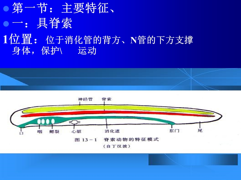 《脊索概述》PPT课件.ppt_第2页