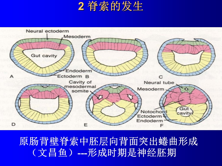 《脊索概述》PPT课件.ppt_第3页