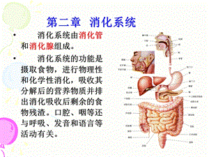 《消化系统解剖》PPT课件.ppt