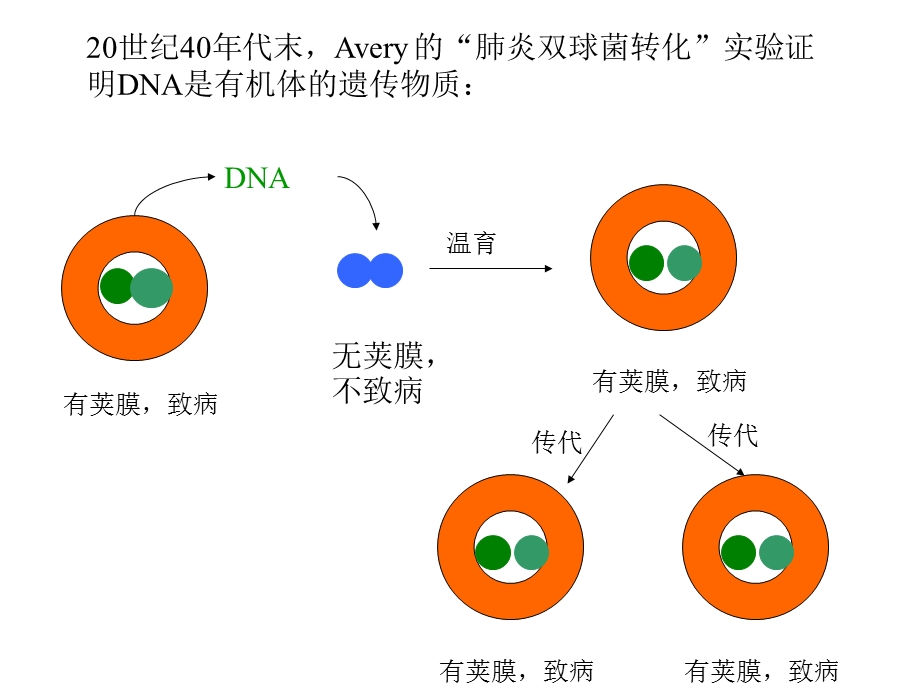 《核酸化学 》PPT课件.ppt_第3页