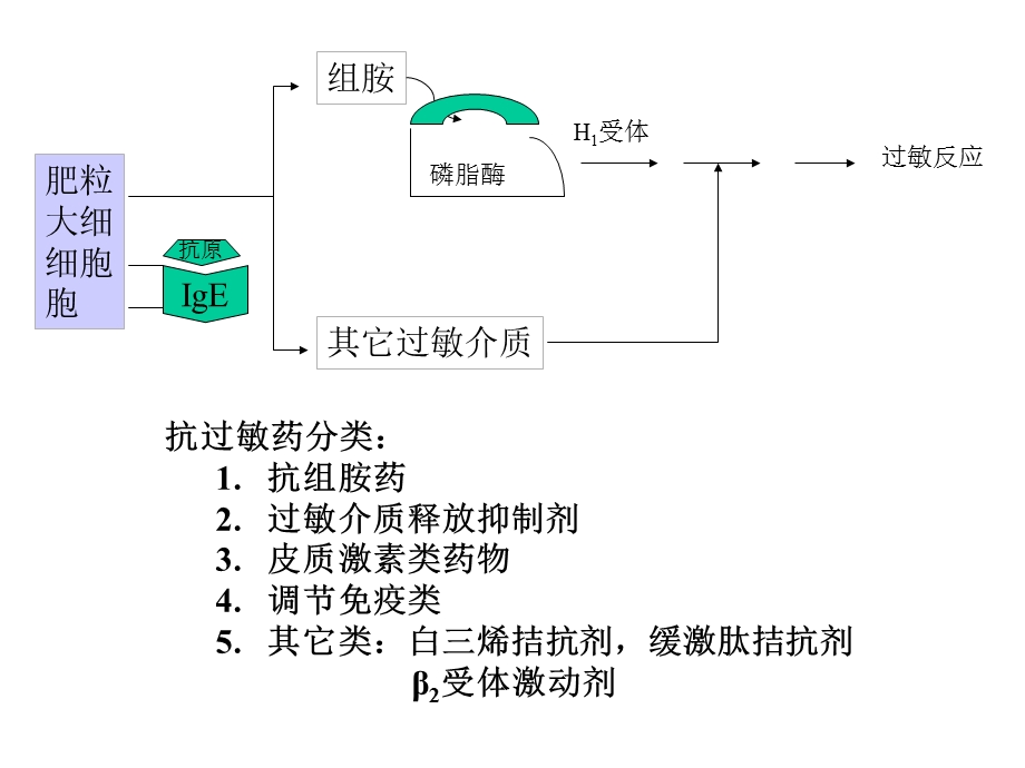 《组胺酸脱羧酶》PPT课件.ppt_第3页