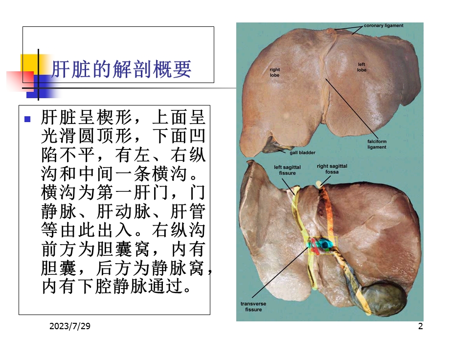 《肝胆胰脾超声》PPT课件.ppt_第2页