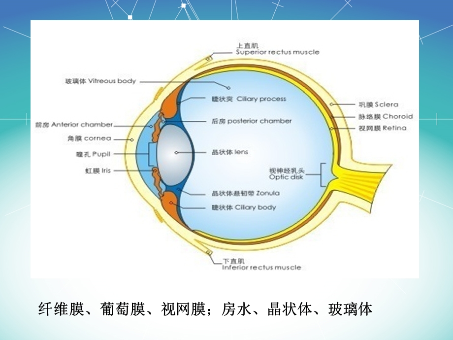 眼球内病变的超声诊断.ppt_第3页