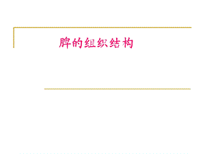 《脾的组织结构》PPT课件.ppt