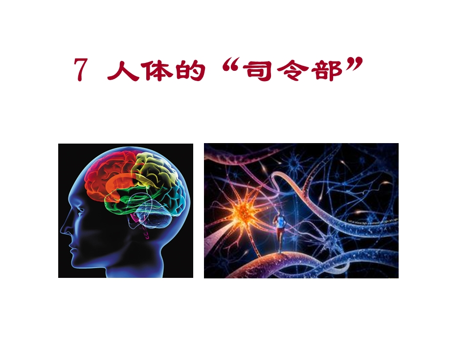 《人体的司令部》PPT课件.ppt_第1页