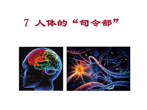 《人体的司令部》PPT课件.ppt