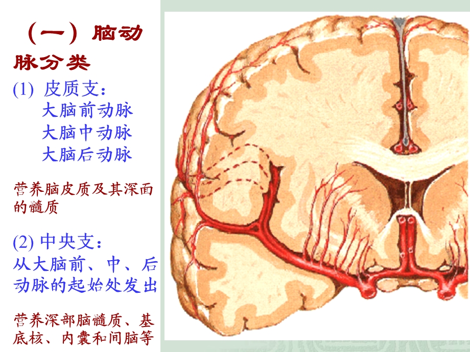 《脑与脊髓的血管》PPT课件.ppt_第3页