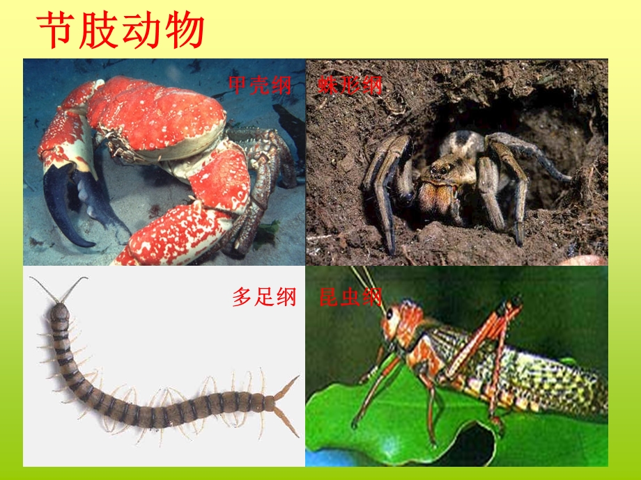 《生物圈中的动物》PPT课件.ppt_第3页