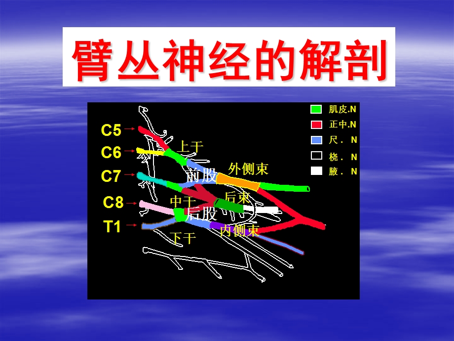 《臂丛神经解剖》PPT课件.ppt_第2页