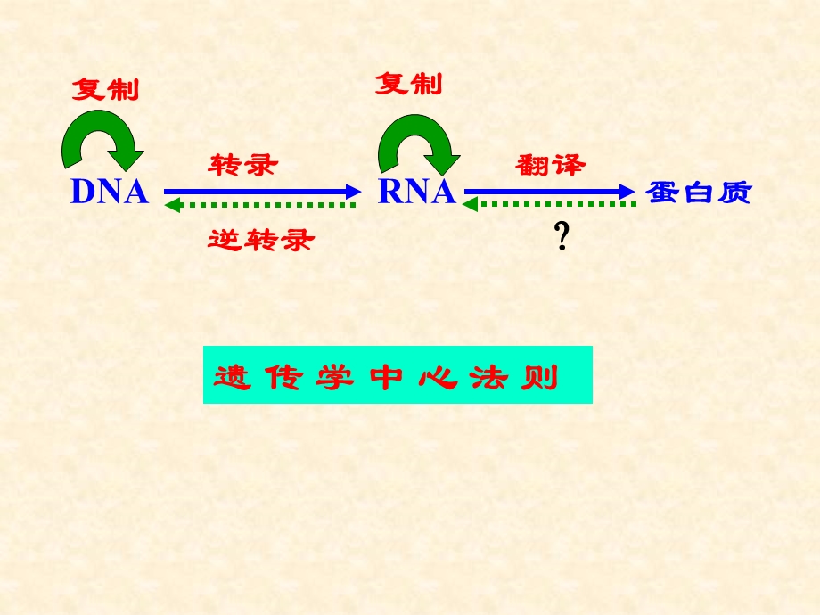 《真核基因与基因组》PPT课件.ppt_第2页