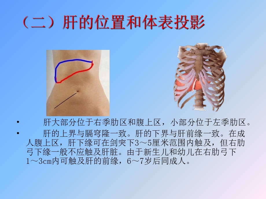 《肝病基础知识》PPT课件.ppt_第3页