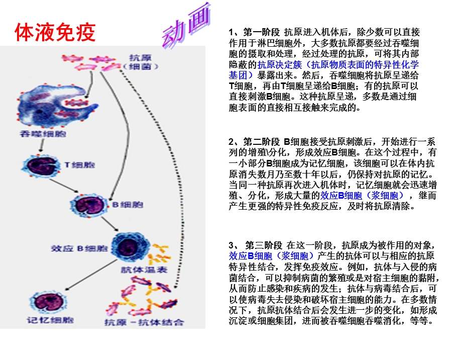 《疫调节习题》PPT课件.ppt_第2页