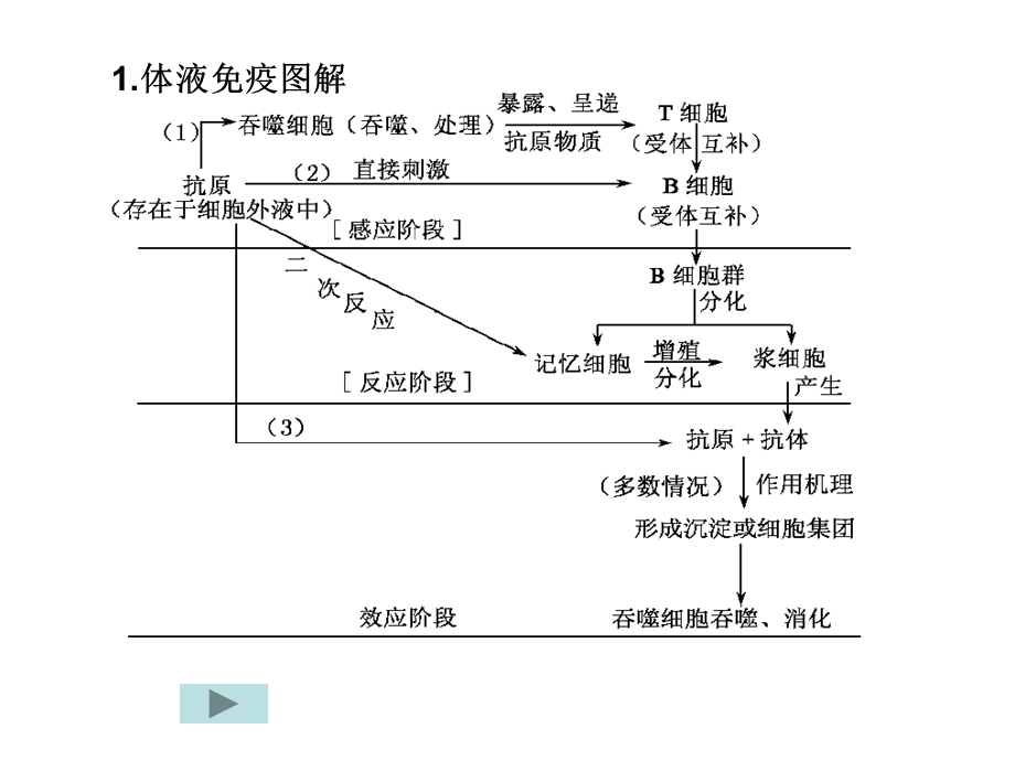 《疫调节习题》PPT课件.ppt_第3页