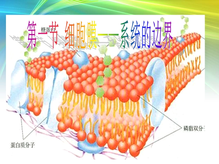 《细胞膜导学案》PPT课件.ppt_第1页