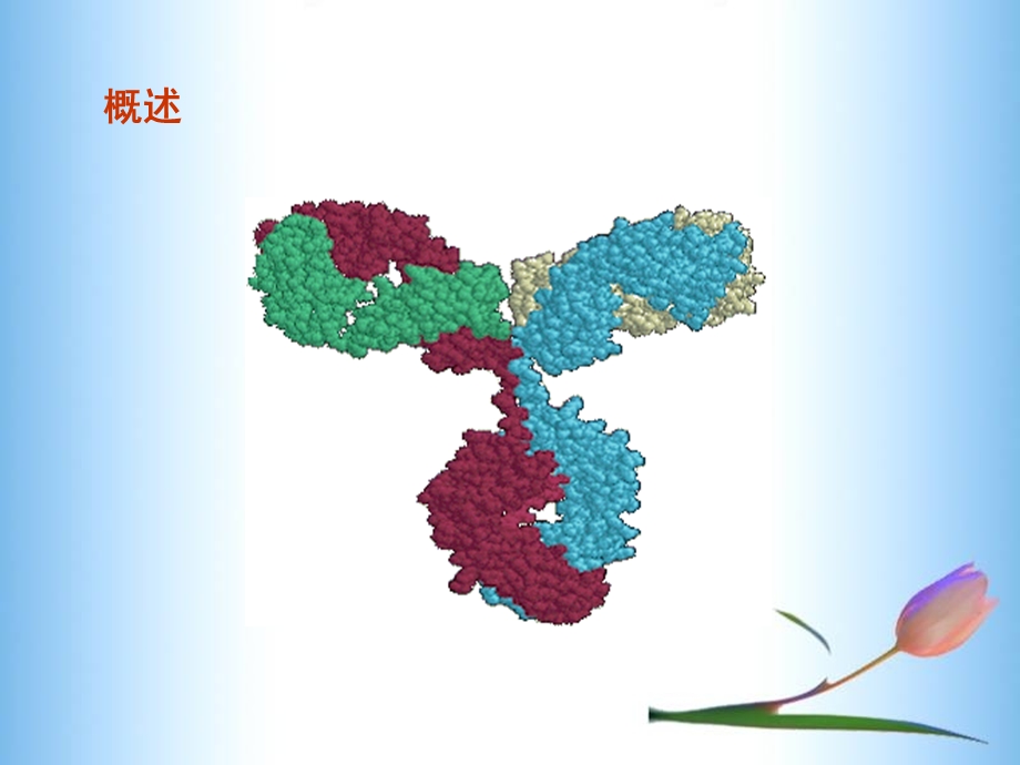 《疫球蛋白》PPT课件.ppt_第3页