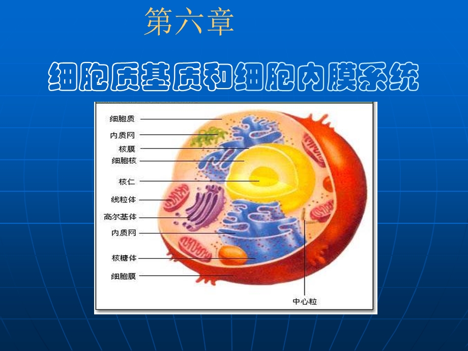 《细胞的内膜系统》PPT课件.ppt_第1页