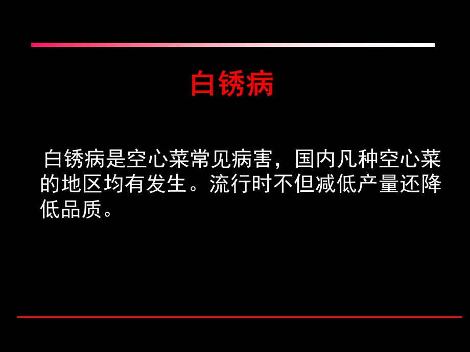 《空心菜白锈病》PPT课件.ppt_第1页