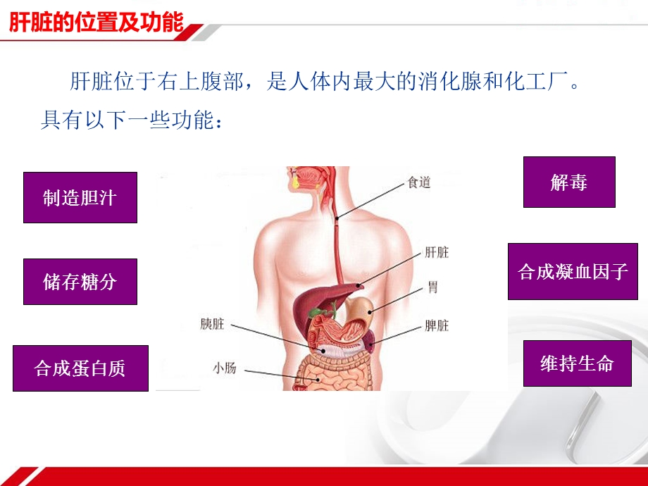 《肝炎科普讲座》PPT课件.ppt_第2页