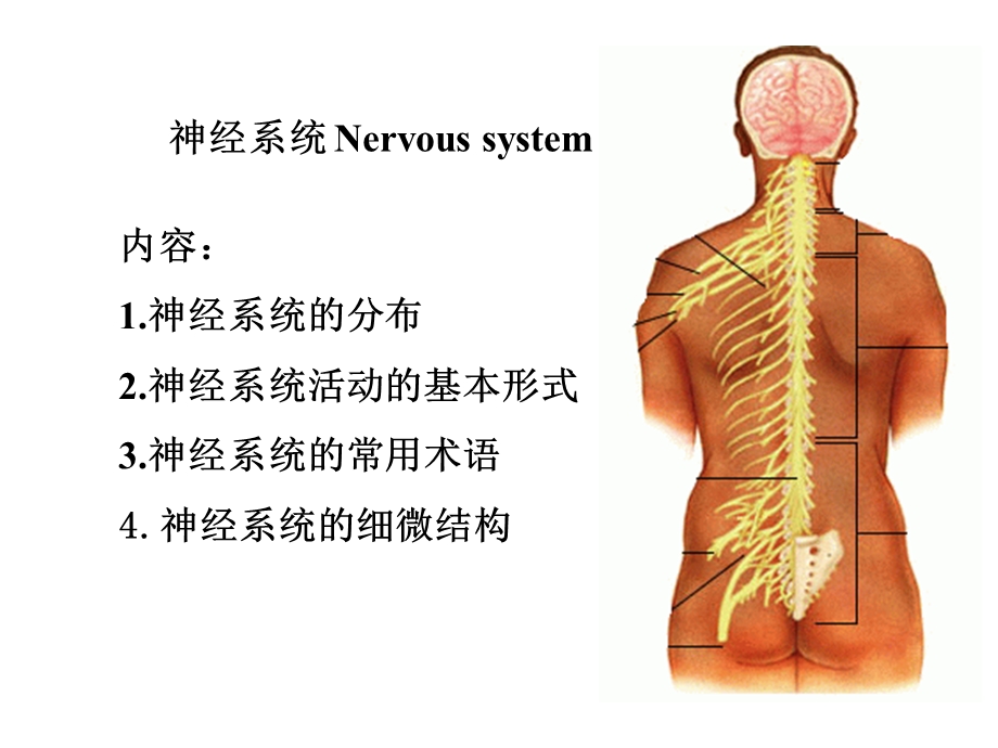 《正常人体结构》PPT课件.ppt_第3页