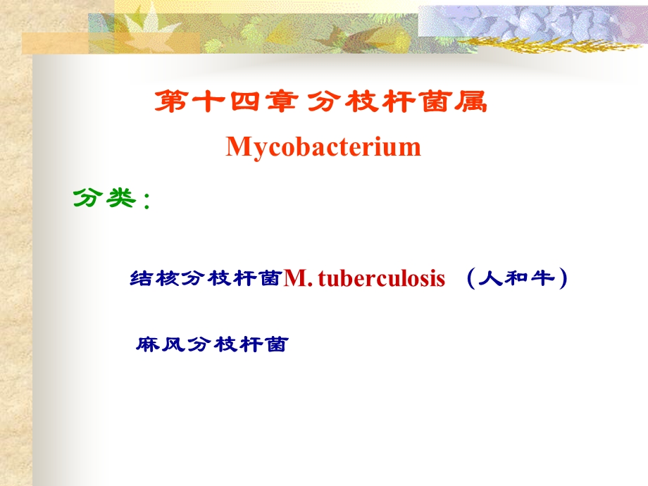 《结核杆菌》PPT课件.ppt_第2页