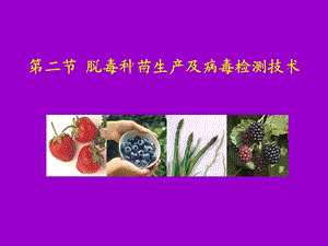 《脱毒苗培养》PPT课件.ppt