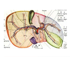 《肝的血液循环》PPT课件.ppt