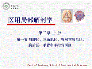 医用局部解剖学肩胛区、三角肌区、臂和前臂后区、腕后区、手背和手指背面.ppt