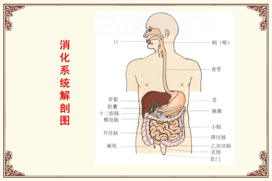 《消化道用药》PPT课件.ppt_第2页