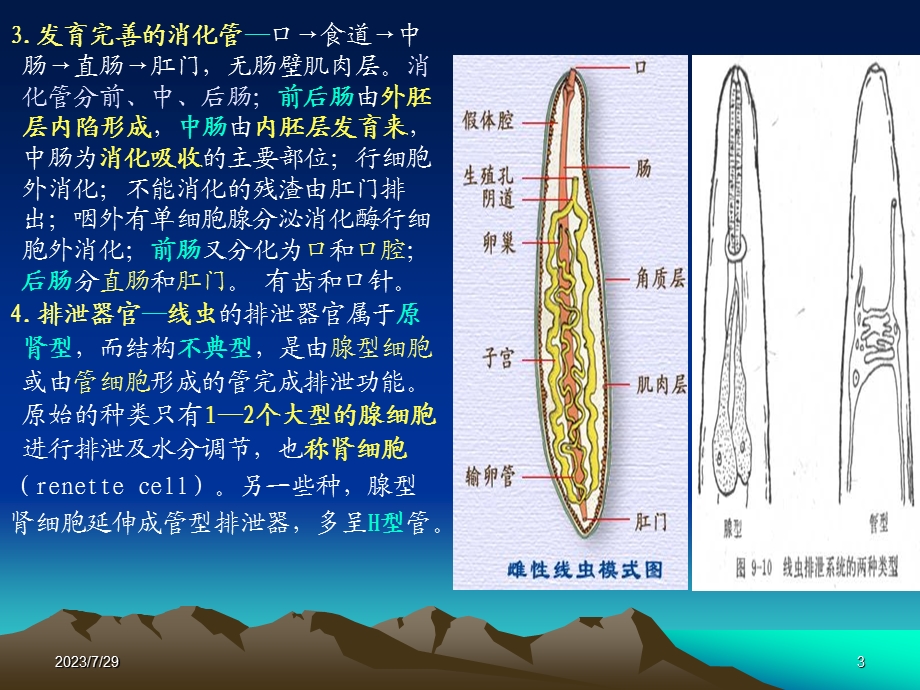 线虫动物资源.ppt_第3页