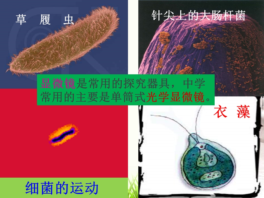 《显微镜的使用》PPT课件.ppt_第3页