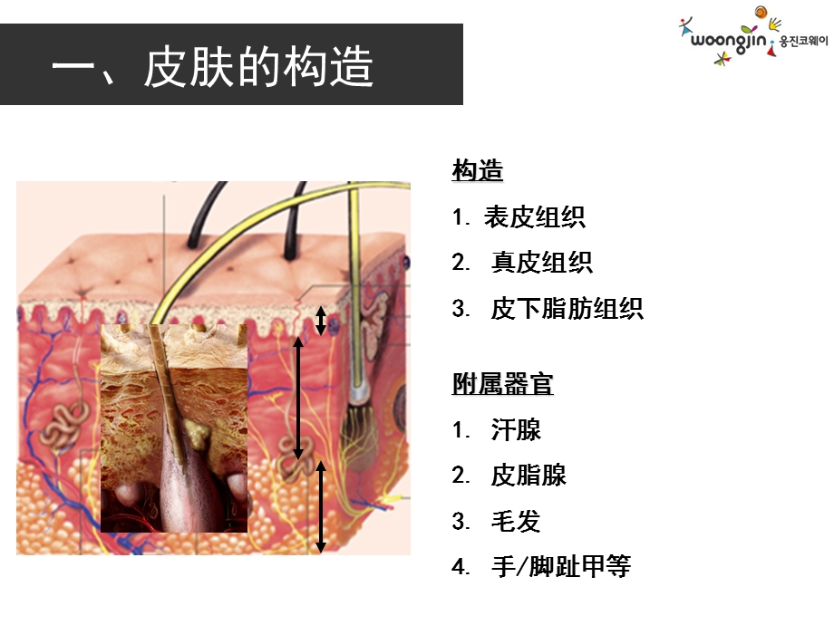 《皮肤知识聪》PPT课件.ppt_第3页