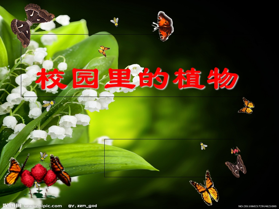 《校园里的植物》PPT课件.ppt_第1页