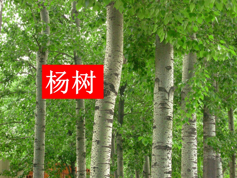 《校园里的植物》PPT课件.ppt_第3页