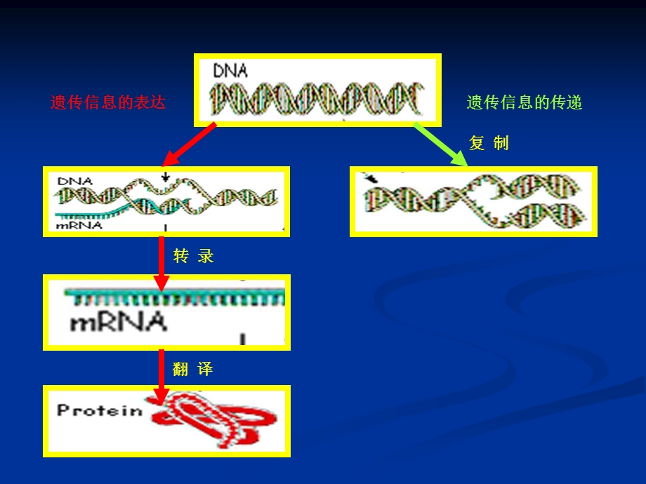 DNA的复制、修复与重组DNA技术.ppt_第2页