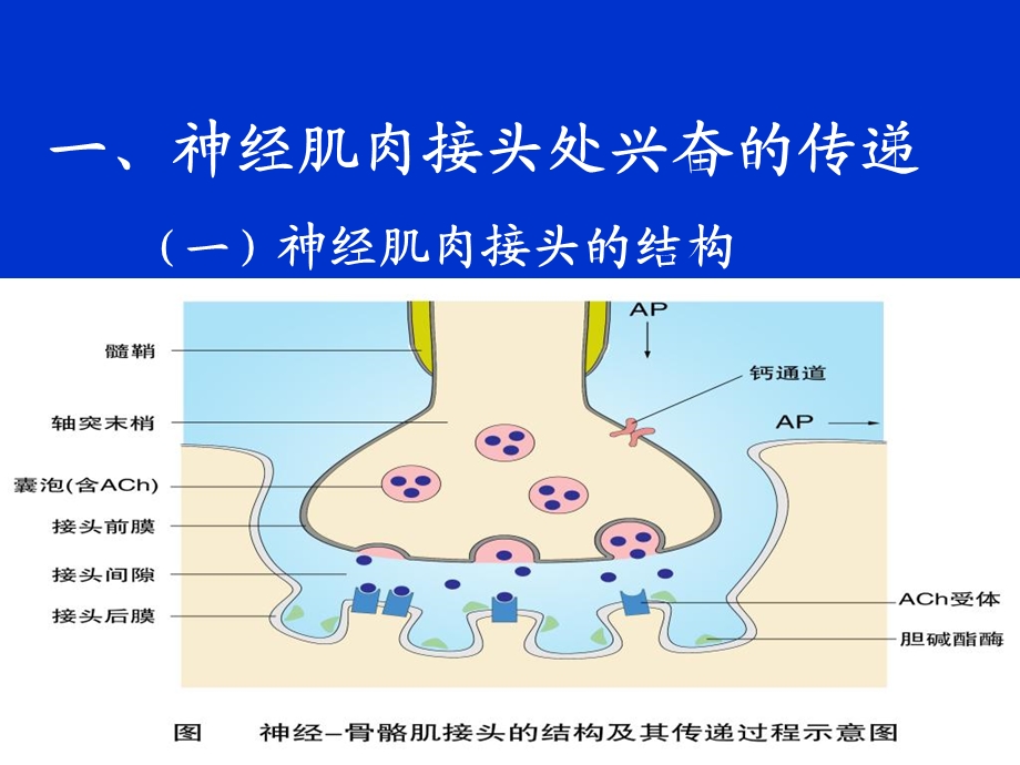 《肌细胞收缩》PPT课件.ppt_第2页